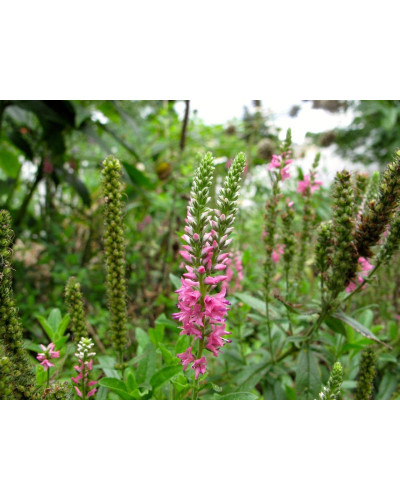Вероніка колосиста (квіти рожеві) | Veronica spicata (pink flowers) | Вероника колосистая (цветы розовые)