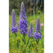 Вероніка колосиста (квіти сині) | Veronica spicata (blue flowers) | Вероника колосистая (цветы синие)