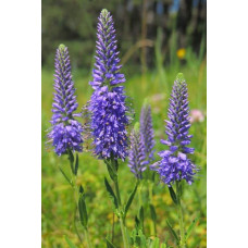 Вероніка колосиста (квіти сині) | Veronica spicata (blue flowers) | Вероника колосистая (цветы синие)