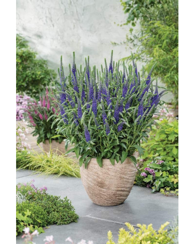 Вероніка колосиста (квіти сині) | Veronica spicata (blue flowers) | Вероника колосистая (цветы синие)