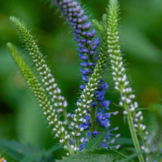 Вероніка колосиста (квіти сині) | Veronica spicata (blue flowers) | Вероника колосистая (цветы синие)
