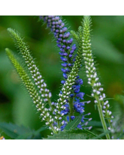 Вероніка колосиста (квіти сині) | Veronica spicata (blue flowers) | Вероника колосистая (цветы синие)