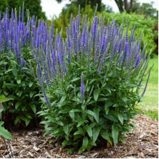 Вероніка колосиста (квіти сині) | Veronica spicata (blue flowers) | Вероника колосистая (цветы синие)