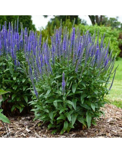 Вероніка колосиста (квіти сині) | Veronica spicata (blue flowers) | Вероника колосистая (цветы синие)