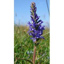 Вероніка колосиста (квіти сині) | Veronica spicata (blue flowers) | Вероника колосистая (цветы синие)