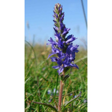 Вероніка колосиста (квіти сині) | Veronica spicata (blue flowers) | Вероника колосистая (цветы синие)