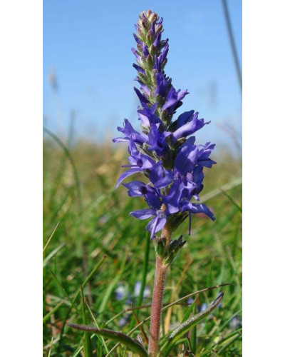 Вероніка колосиста (квіти сині) | Veronica spicata (blue flowers) | Вероника колосистая (цветы синие)
