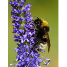 Вероніка колосиста (квіти сині) | Veronica spicata (blue flowers) | Вероника колосистая (цветы синие)