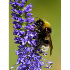 Вероніка колосиста (квіти сині) | Veronica spicata (blue flowers) | Вероника колосистая (цветы синие)