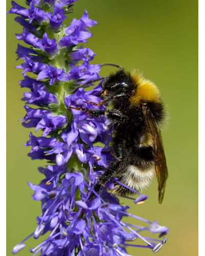 Вероніка колосиста (квіти сині) | Veronica spicata (blue flowers) | Вероника колосистая (цветы синие)