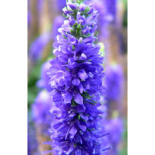 Вероніка колосиста (квіти сині) | Veronica spicata (blue flowers) | Вероника колосистая (цветы синие)