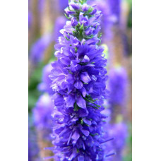 Вероніка колосиста (квіти сині) | Veronica spicata (blue flowers) | Вероника колосистая (цветы синие)