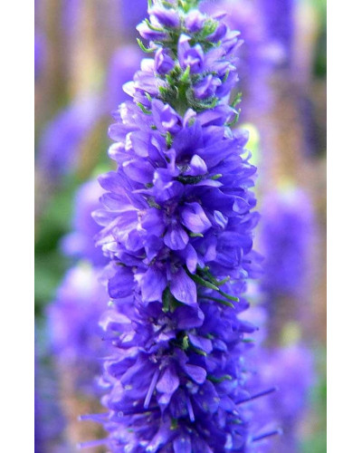 Вероніка колосиста (квіти сині) | Veronica spicata (blue flowers) | Вероника колосистая (цветы синие)