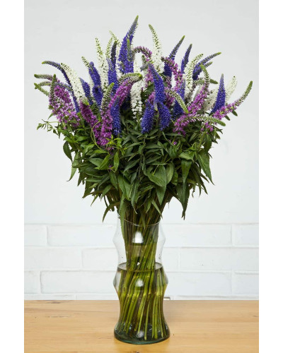 Вероніка колосиста (квіти сині) | Veronica spicata (blue flowers) | Вероника колосистая (цветы синие)