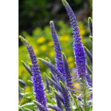Вероніка колосиста (квіти сині) | Veronica spicata (blue flowers) | Вероника колосистая (цветы синие)
