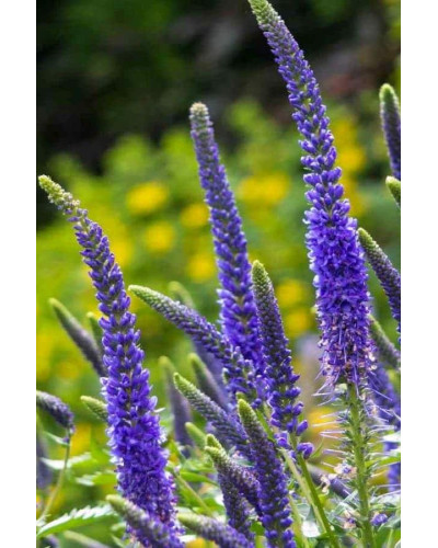 Вероніка колосиста (квіти сині) | Veronica spicata (blue flowers) | Вероника колосистая (цветы синие)