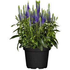 Вероніка колосиста (квіти сині) | Veronica spicata (blue flowers) | Вероника колосистая (цветы синие)