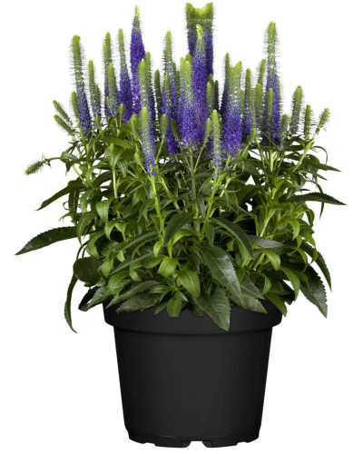 Вероніка колосиста (квіти сині) | Veronica spicata (blue flowers) | Вероника колосистая (цветы синие)