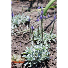 Вероніка сиза (квіти сині) | Veronica incana | Вероника сизая (цветы синие)