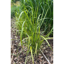 Війник гостроквітковий Інгленд | Calamagrostis acutiflora England | Вейник остроцветковый Ингленд