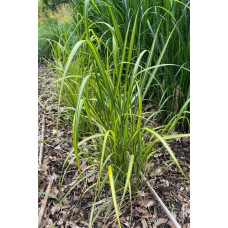 Війник гостроквітковий Інгленд | Calamagrostis acutiflora England | Вейник остроцветковый Ингленд