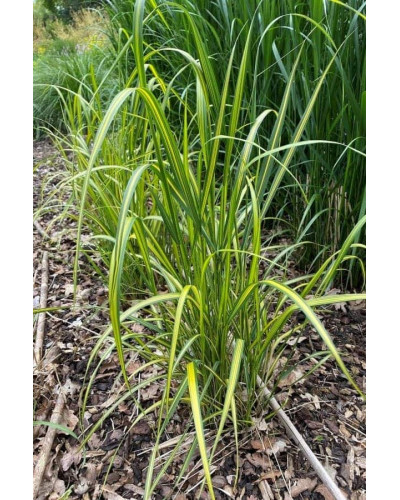 Війник гостроквітковий Інгленд | Calamagrostis acutiflora England | Вейник остроцветковый Ингленд
