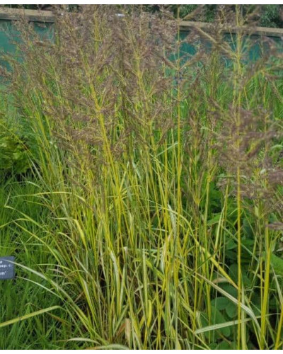 Війник гостроквітковий Інгленд | Calamagrostis acutiflora England | Вейник остроцветковый Ингленд