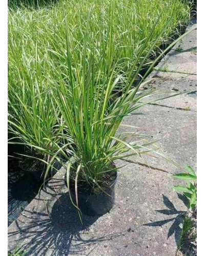 Війник гостроквітковий Інгленд | Calamagrostis acutiflora England | Вейник остроцветковый Ингленд