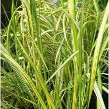 Війник гостроквітковий Інгленд | Calamagrostis acutiflora England | Вейник остроцветковый Ингленд