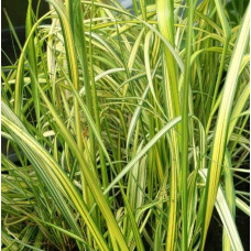 Війник гостроквітковий Інгленд | Calamagrostis acutiflora England | Вейник остроцветковый Ингленд