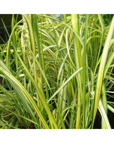 Війник гостроквітковий Інгленд | Calamagrostis acutiflora England | Вейник остроцветковый Ингленд