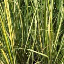 Війник гостроквітковий Інгленд | Calamagrostis acutiflora England | Вейник остроцветковый Ингленд