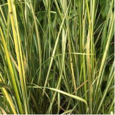 Війник гостроквітковий Інгленд | Calamagrostis acutiflora England | Вейник остроцветковый Ингленд