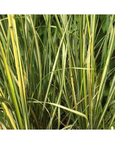 Війник гостроквітковий Інгленд | Calamagrostis acutiflora England | Вейник остроцветковый Ингленд