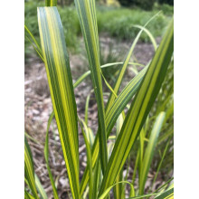 Війник гостроквітковий Інгленд | Calamagrostis acutiflora England | Вейник остроцветковый Ингленд