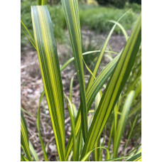 Війник гостроквітковий Інгленд | Calamagrostis acutiflora England | Вейник остроцветковый Ингленд