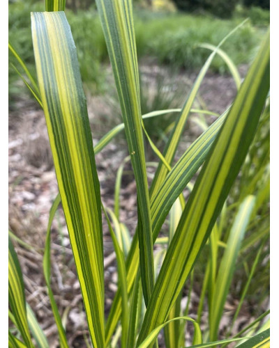 Війник гостроквітковий Інгленд | Calamagrostis acutiflora England | Вейник остроцветковый Ингленд