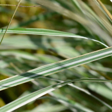 Війник гостроквітковий Інгленд | Calamagrostis acutiflora England | Вейник остроцветковый Ингленд