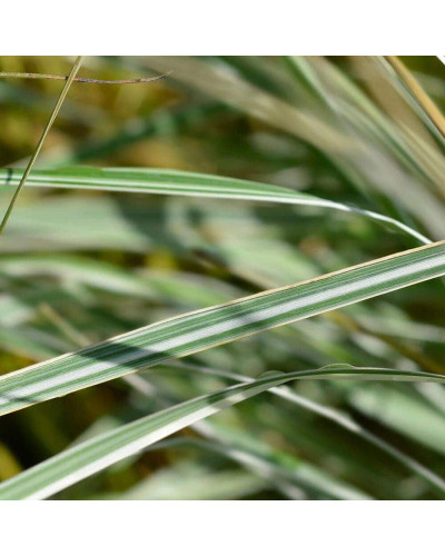 Війник гостроквітковий Інгленд | Calamagrostis acutiflora England | Вейник остроцветковый Ингленд