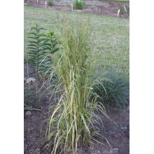 Війник гостроквітковий Інгленд | Calamagrostis acutiflora England | Вейник остроцветковый Ингленд