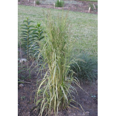 Війник гостроквітковий Інгленд | Calamagrostis acutiflora England | Вейник остроцветковый Ингленд