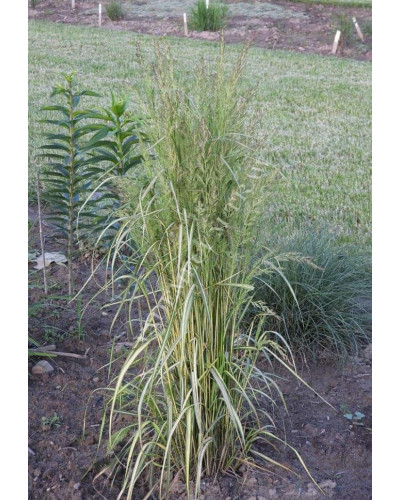 Війник гостроквітковий Інгленд | Calamagrostis acutiflora England | Вейник остроцветковый Ингленд