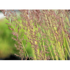 Війник гостроквітковий Інгленд | Calamagrostis acutiflora England | Вейник остроцветковый Ингленд