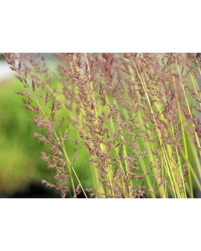 Війник гостроквітковий Інгленд | Calamagrostis acutiflora England | Вейник остроцветковый Ингленд