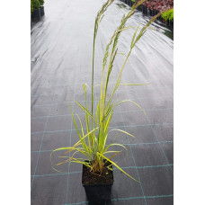 Війник гостроквітковий Інгленд | Calamagrostis acutiflora England | Вейник остроцветковый Ингленд
