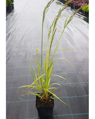 Війник гостроквітковий Інгленд | Calamagrostis acutiflora England | Вейник остроцветковый Ингленд