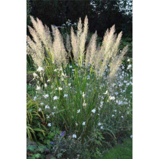 Війник коротковолосистий | Calamagrostis brachytricha | Вейник коротковолосый