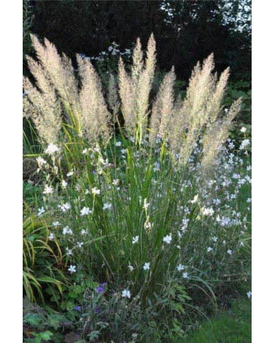 Війник коротковолосистий | Calamagrostis brachytricha | Вейник коротковолосый