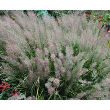 Війник коротковолосистий | Calamagrostis brachytricha | Вейник коротковолосый