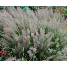 Війник коротковолосистий | Calamagrostis brachytricha | Вейник коротковолосый